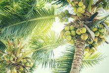 Fresh Green Coconuts On A Palm Tree In Sun Lights