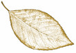 nature leaf Isolated