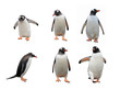 Gentoo penguin set isolated on white