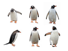 Gentoo Penguin Set Isolated On White