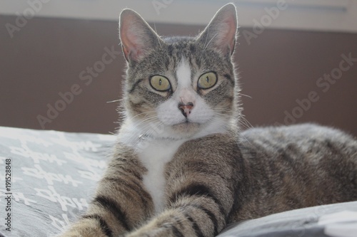 Chat Europeeun Tigré Gris Noir Et Blanc Buy This Stock