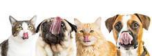 Hungry Cats And Dogs Web Banner