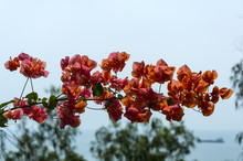 Beautiful Tropical Flowers Bougainvillea With Red Blossoms