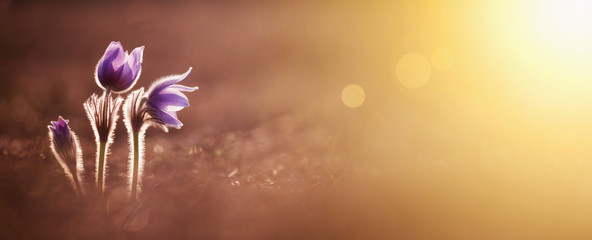 Spring forward, springtime concept - purple flowers and golden light, web banner and greeting card background