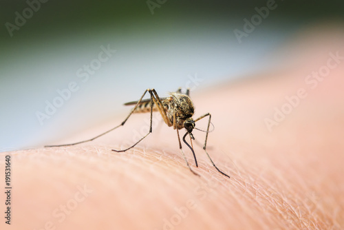 Fotomural nasty insect mosquito sitting on her hand and drinks the blood of the pierced sk