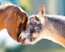 Two Goats Showing Affection