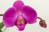 Fototapeta Storczyk - Orchideen