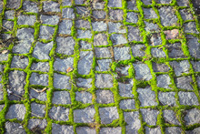 Cobblestone Pavement With Moss Growing