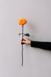 © anastasianess - Beautiful tender orange single rose on the grey background