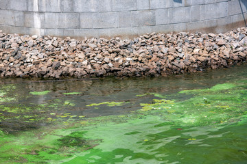 The river is polluted in green algae, the river bank is strewn with stones for strengthening.