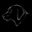 The Vector logo dog for T-shirt design or outwear.  Hunting tattoo dog  style background.