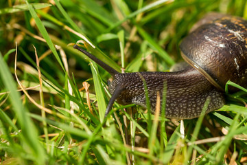 Garden Snail