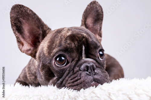 Fotografía French bulldog lying with sad face