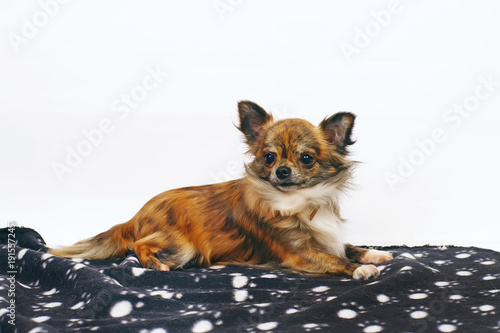 Long Haired Brindle And White Chihuahua Dog Lying Indoors On A
