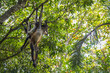 Spider monkeys hanging from a tree