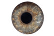 © Deyan - Closeup macro iris of female green eye isolated