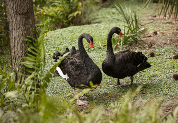 Wall Mural - black swan male and female are spotted in nature