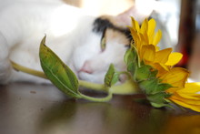 Cat Laying In The Sun With A Sunflower