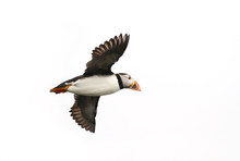 Atlantic Puffin In Flight, White Background Isolated. The Clown Faced Bird. Newfoundland, Canada. Slight Motion Blur