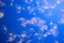 Moon Jellyfish Swarm