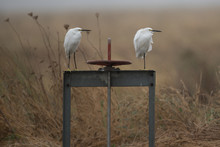 Two Snowy Egrets Perched On A Metal Valve