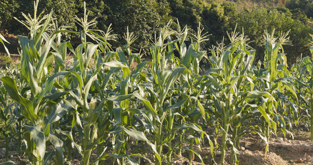 Wall Mural - Cornfield under sunlight