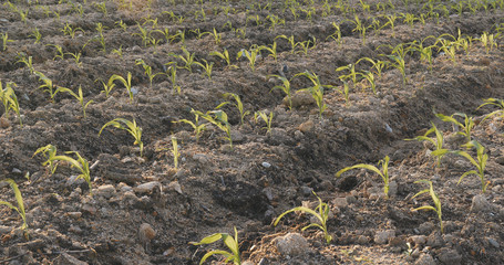 Wall Mural - New Corn field under sunlight