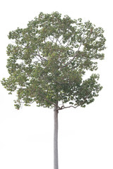 Wall Mural - Big tree isolated over white background.