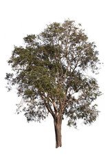 Wall Mural - Big tree isolated over white background.