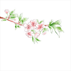 Wall Mural - Cherry branch blossom on white background. Pink flowers. Spring design