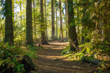 Fototapeta Las - Sunrays filtering thru the forest foliage in a Vancouver Island provincial park