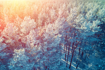 Pine snowy forest in winter on a sunny day. Fir tree covered with rime. Aerial view