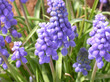 Several purple growing hyacinth flowers in the sunlight