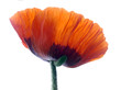 close-up of a poppy flower on a white isolated background
