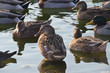 A flock of wild ducks on the water surface