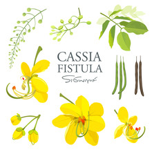 National Flower Of Thailand, Cassia Fistula, Beautiful Yellow Thai Flower Collections On White Background, Vector Illustration