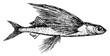 Fliegender Fisch - Exocoetidae - flying fish