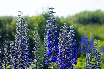 Larkspur - Blue delphinium flowers in the garden