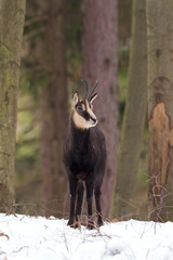 Sticker - chamois, rupicapra rupicapra, Czech republic