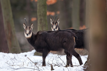 Wall Mural - chamois, rupicapra rupicapra, Czech republic