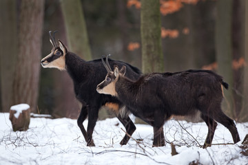 Wall Mural - chamois, rupicapra rupicapra, Czech republic