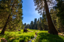Beautiful Scenery On The Big Trees Trail In Sequoia National Park Where Are The Biggest Trees Of The World, California. USA.