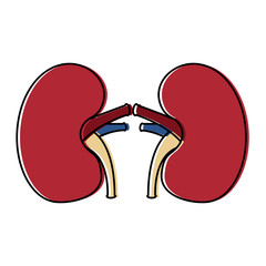 Canvas Print - kidney medical healthy internal human organs vector illustration