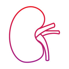 Canvas Print - human kidney organ part healthy vector illustration  red degraded line color