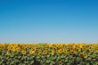 Beautiful sunflower field under blue sky background.