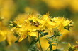 echtes Johanniskraut - Hypericum perforatum - Blüten