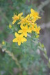 echtes Johanniskraut - Hypericum perforatum - Blüten