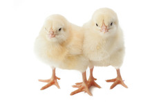 Small Fluffy Yellow Easter Chickens On A White Background