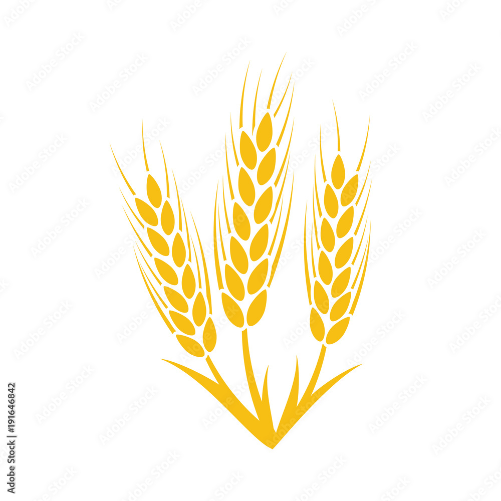 Agriculture wheat Logo Template. Vector illustration - obrazy, fototapety, plakaty 
