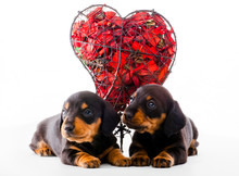 Dachshund Puppy Red Heart
